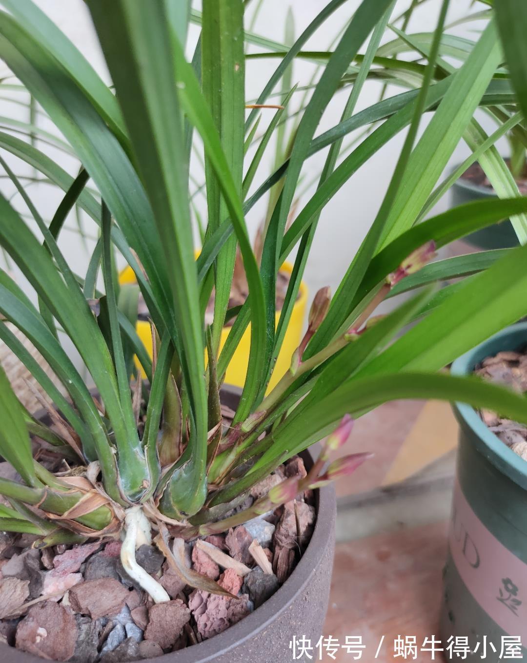 焕发|兰花难发新芽，注意“三害一控”，焕发根系活力，荷瓣逾百兰香浓