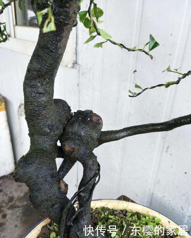 生根|盆景老桩上盆后不发新芽、不生长之我见