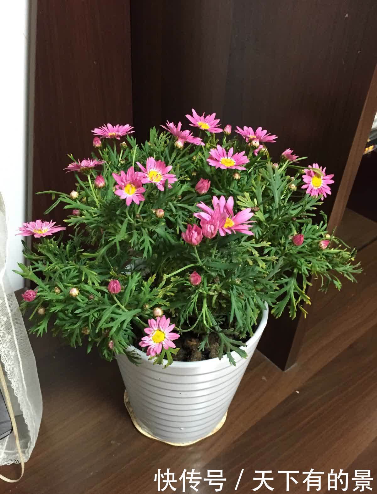 家中养这几种花，让家中增色不少，对比一下优缺点，看看谁更好