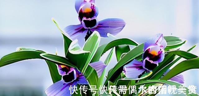 建兰色花名品“紫月荷”,花开富贵吉祥,兰香典雅,养兰首选!