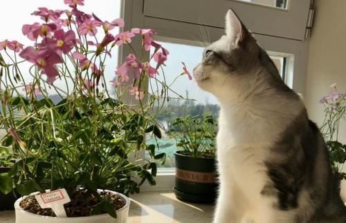 自从学会用蛋壳养花后,家里再没掏过一分钱买肥料