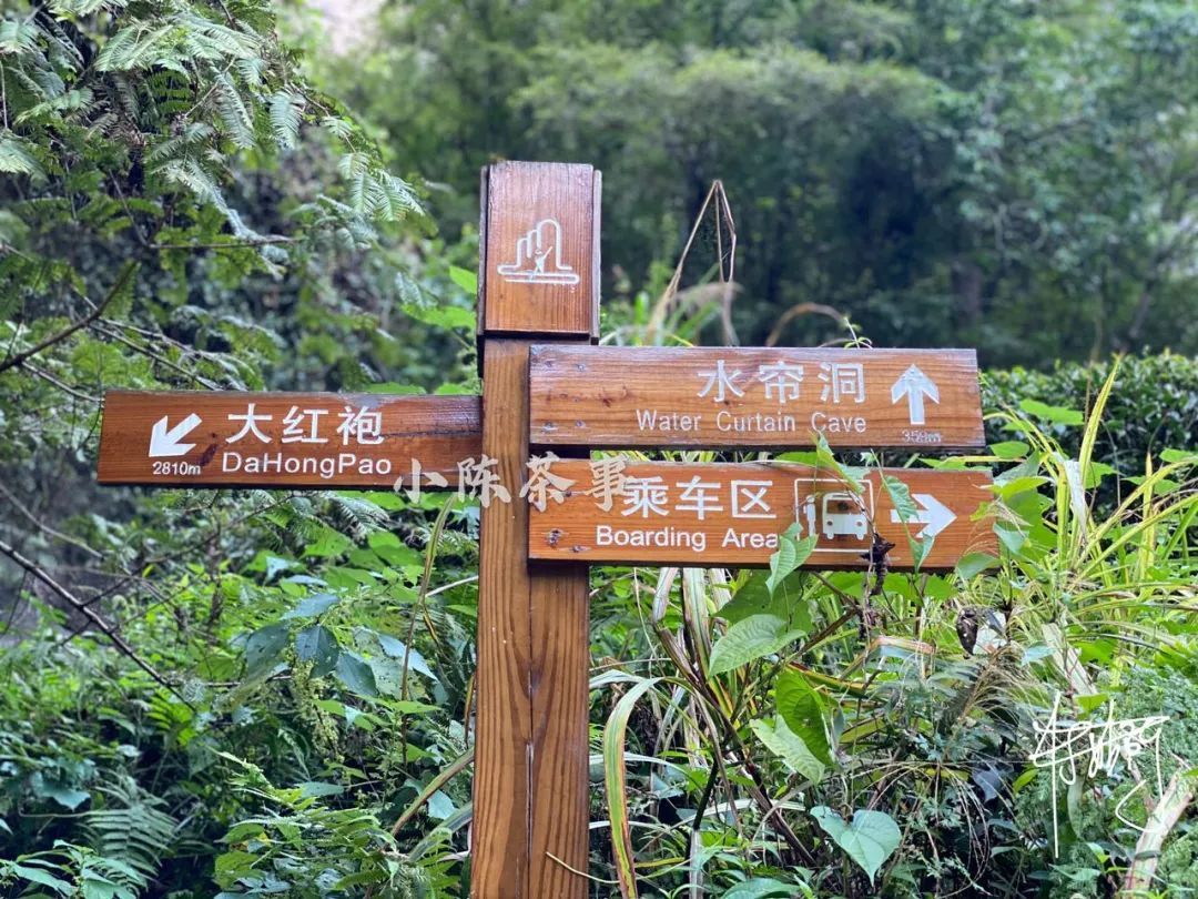 武夷山|发人深省，在肉桂的当打之年，武夷山的茶农变得都不会做水仙了？