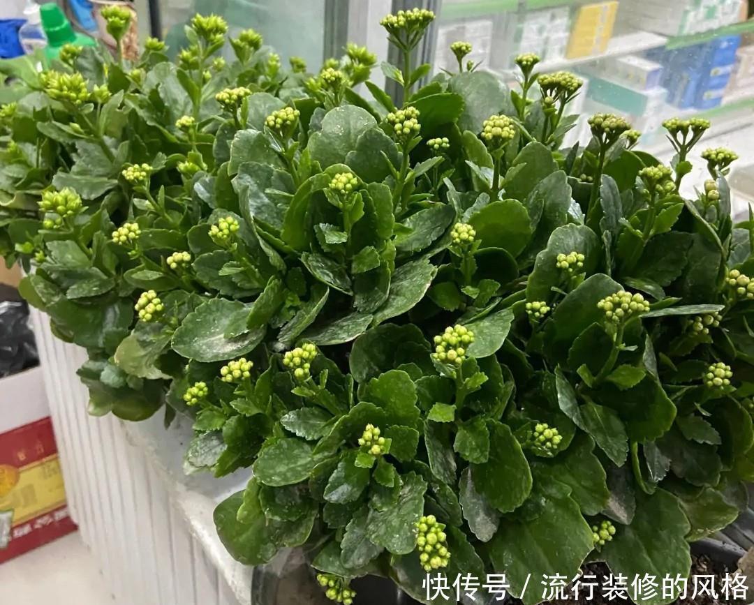 长寿花“装菜”不打花苞？注意这“三点”，花苞呼呼冒花儿满枝头