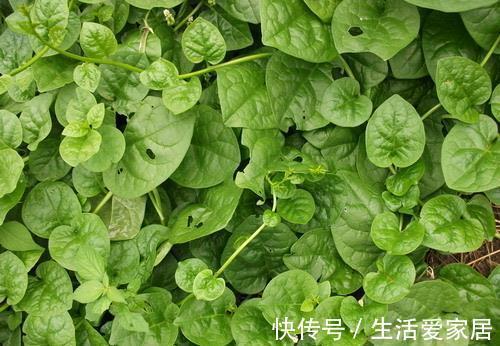 木耳菜|适合夏天种阳台的3种蔬菜,好养又好看,摘了又可以长,吃不停