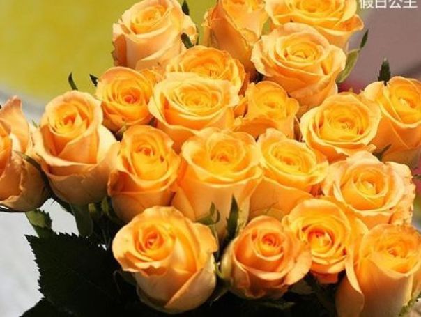 喜欢玫瑰，就养盆“精品玫瑰”假日公主，活力四射，高贵优雅！