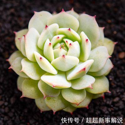 品种|史上最全的莲座状多肉植物大全(上)