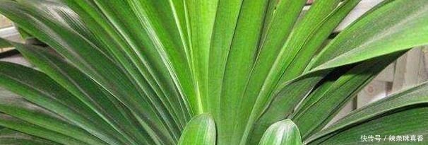 君子兰|君子兰、文竹、虎皮兰,“它”的汁液吃上3-4滴,统统窜“爆”盆!