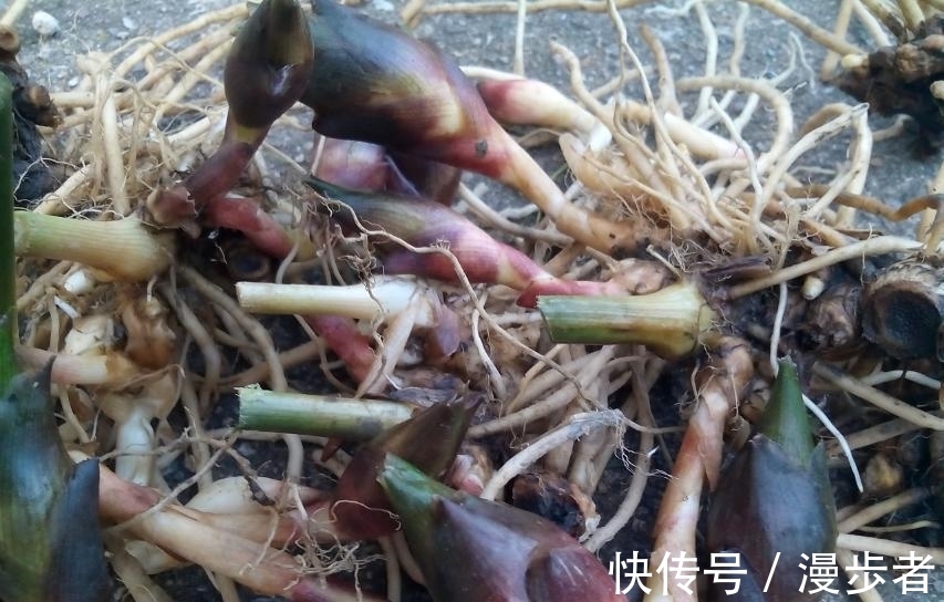 外形|外形像“姜”,其实是名贵的“山珍”,如今逐渐大众化