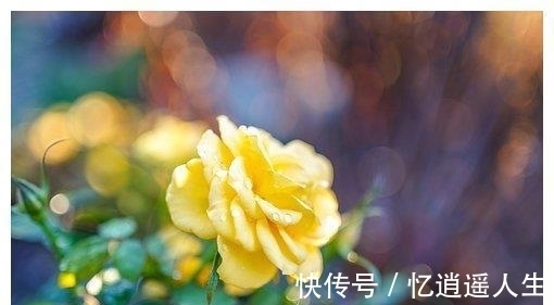 终成眷属|下一周，桃花满墙，桃花活跃，彼此温暖，有情人终成眷属