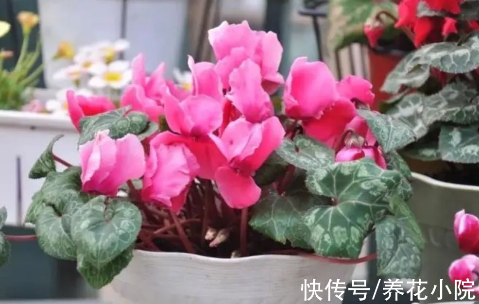 技巧|养仙客来，掌握4个养护技巧，叶子浓绿开花不断