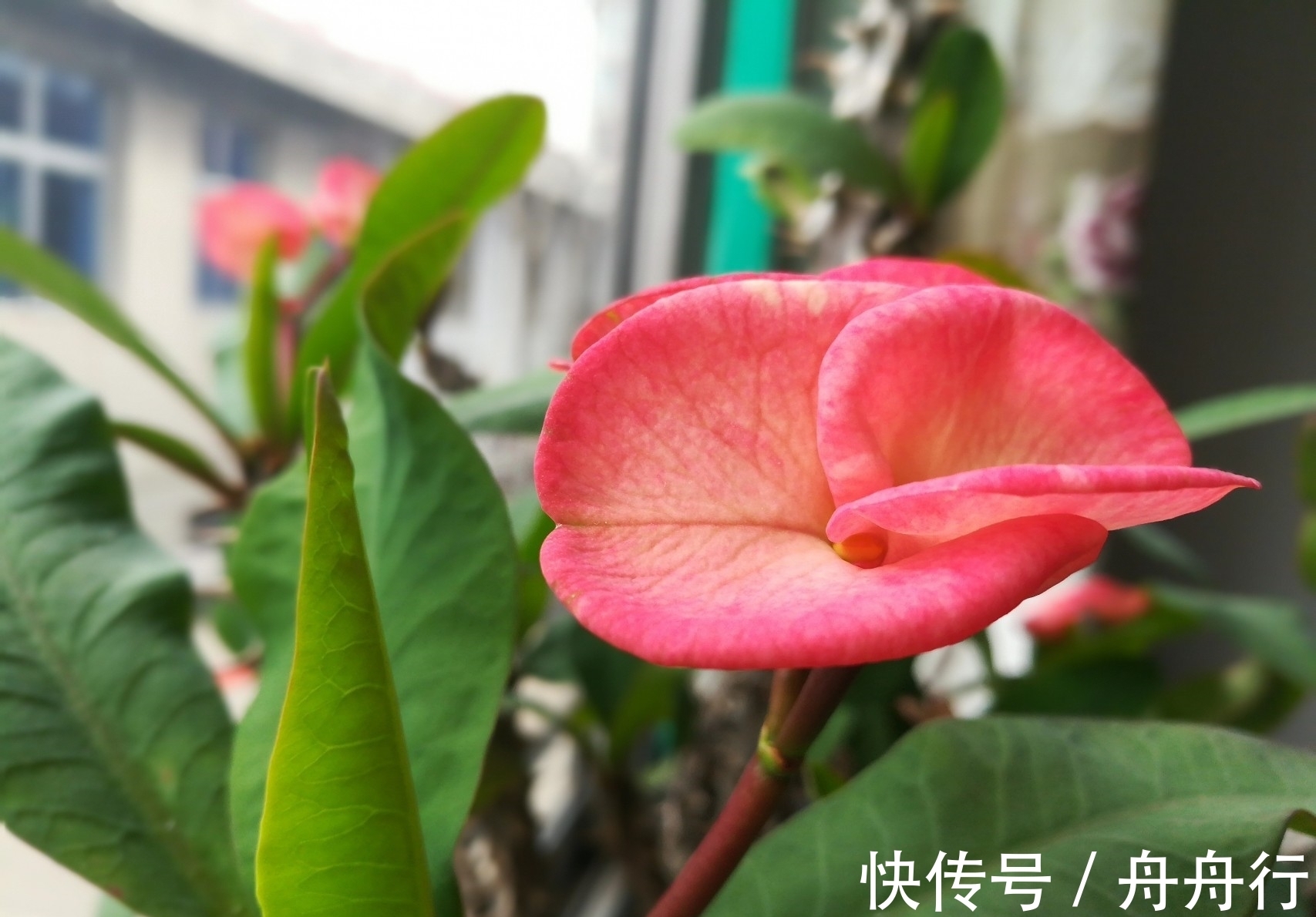 此花造型奇特惹人注意,凛然不可侵犯的样子,显示出麒麟的威严