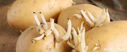 龙葵素|吃1个它,等同于吃5个苹果,4个梨,两元一斤,每家吃得起