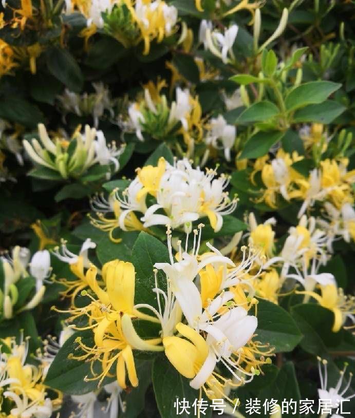 5种“漂亮花”,别随便晒太阳,晒得越多,开花越少,别弄反了