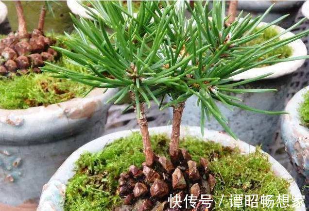 公公捡了个小松塔随手扔进花盆,没曾想现在竟长得这么美