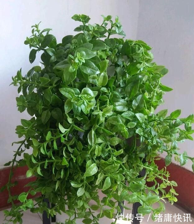 牡丹吊兰|4种花能观赏能“养人”,建议养几盆,好看又利于健康