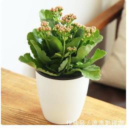 家中养花不要瞎眼!这6种花旺财又养人,而这2种花是大忌!