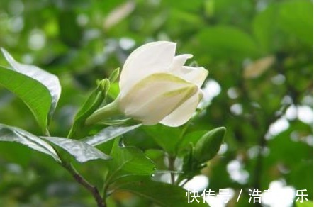 栀子花|农村以下3种野菜，能清热解毒，美容保健，效果非常好