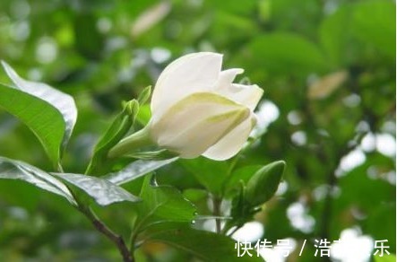 栀子花|农村以下3种野菜,能清热解毒,美容保健,效果非常好