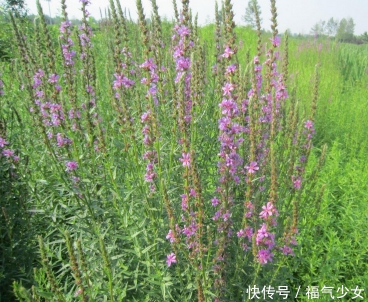 老农民|老农民才认识这些野菜，是难得的药材，抗菌明目，还降血压血脂！