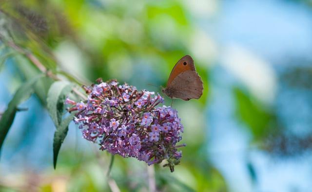 月季花|夏季养花的3个误区,来了解一下,别夏季还没结束,就剩下空盆了