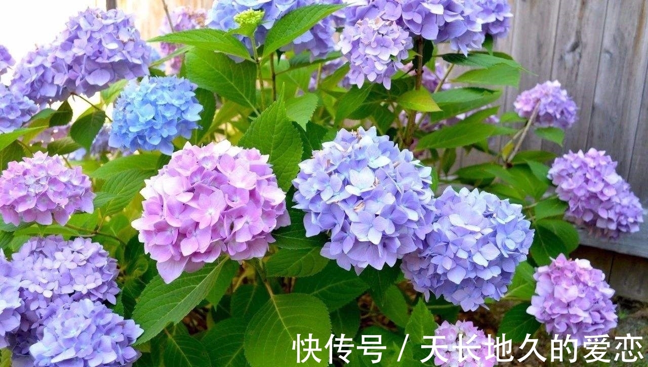 绣球|都说绣球花好看不好养,其实做好3点,养好并不难