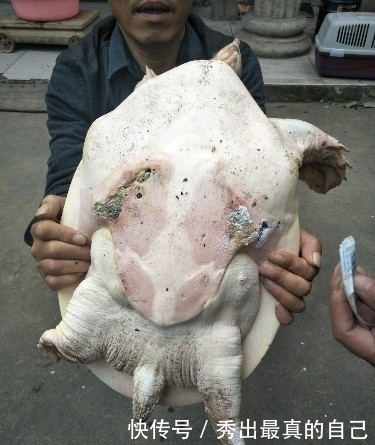 男子钓鱼钓到老鳖,你看过吗?