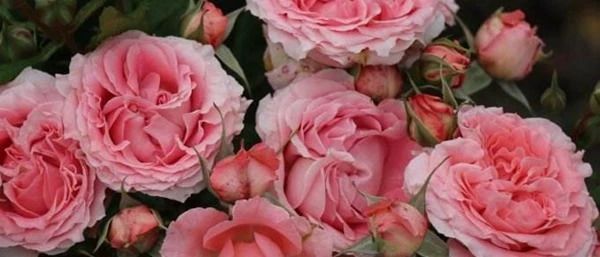 喜欢养护花色艳丽,花期长的花卉,就要知道的养护花卉的秘密,美