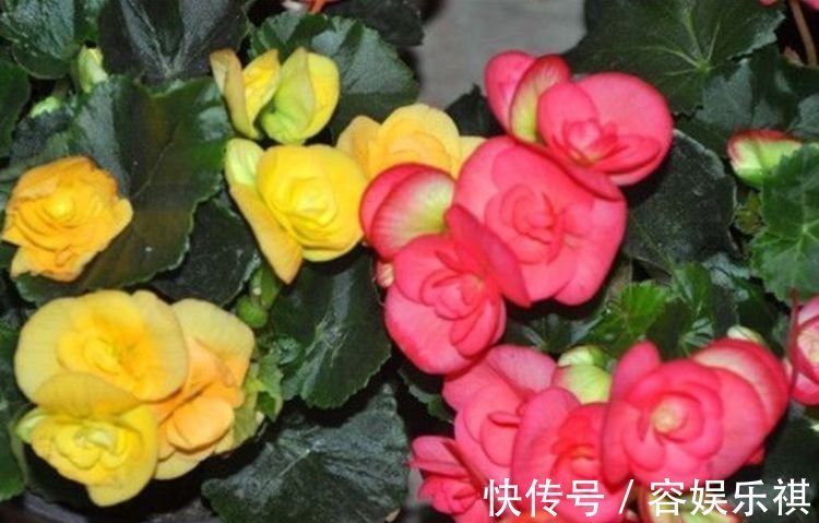 给水肥|4种花养家里，漂亮又便宜，沾土就开花，一开就是300多天