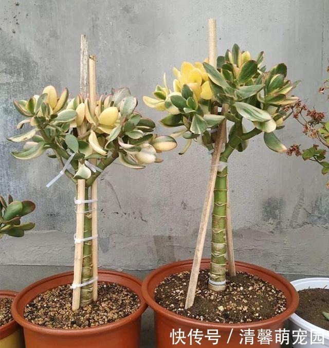 浇灌|养花浇了“夺命水”,难怪烂根、黄叶,2种水“千万”别乱用