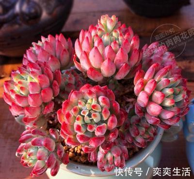 多肉|养棵多肉蓝苹果,大水大肥伺候,一年能爆10个头,养成群生肉墩子