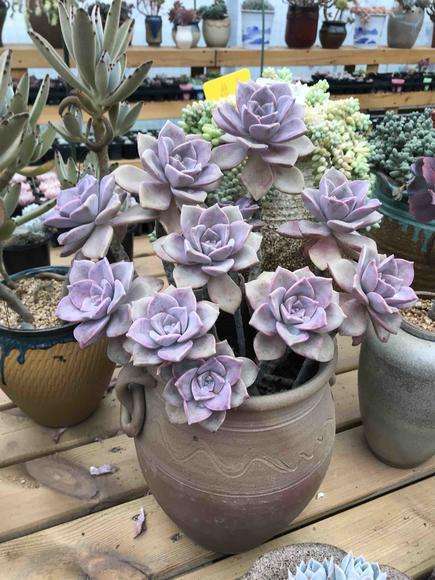 皮实的4种多肉,一年变成老桩,新手、老手都喜欢