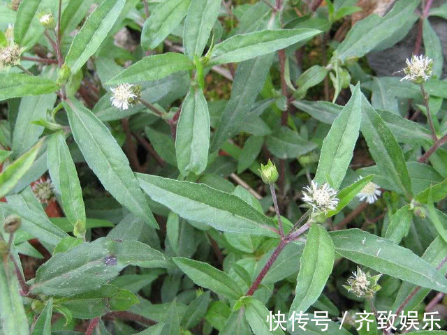 肝功能|3斤黄芪不如1两它,每天坚持泡水喝,肝脏“锦上添花”