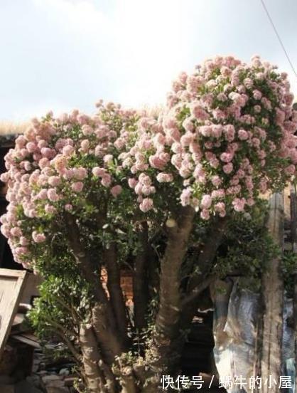 养了4年的玉树终于开花了，毫无保留分享经验给你，新手也会养