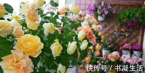 盆栽|老花农养花,浇水加点它,土壤疏松又肥沃,养啥都疯长!