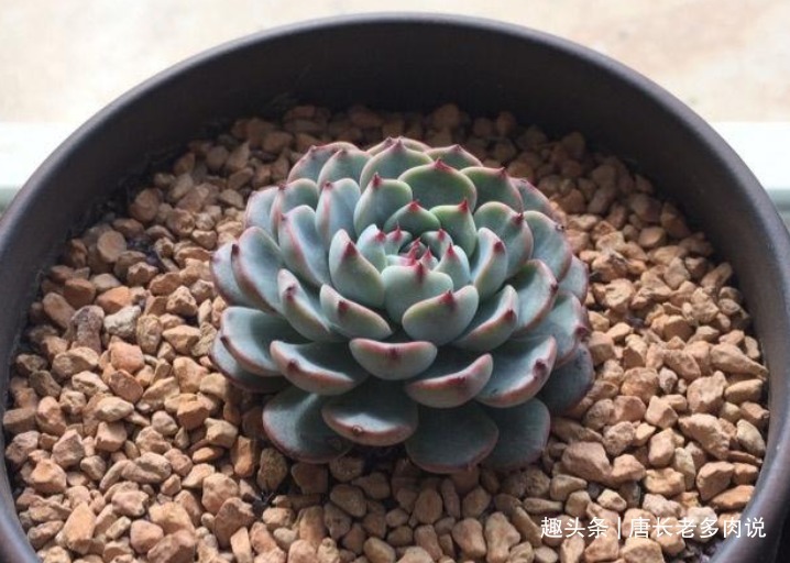 想将多肉养到爆盆,跟环境没有太大的关系,主要跟这些因素有关