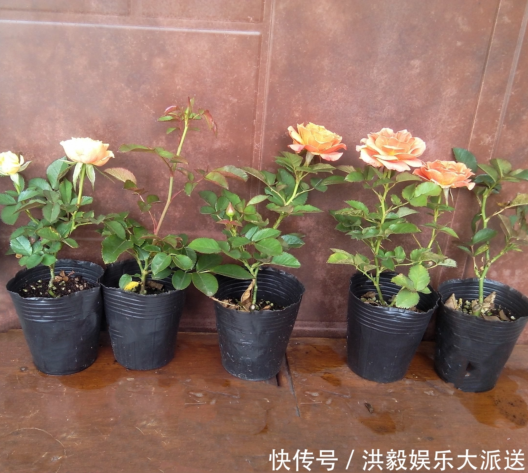 盲芽|月季扦插的弱苗怎样养壮实营养是关键,光照不能少,养根是基本