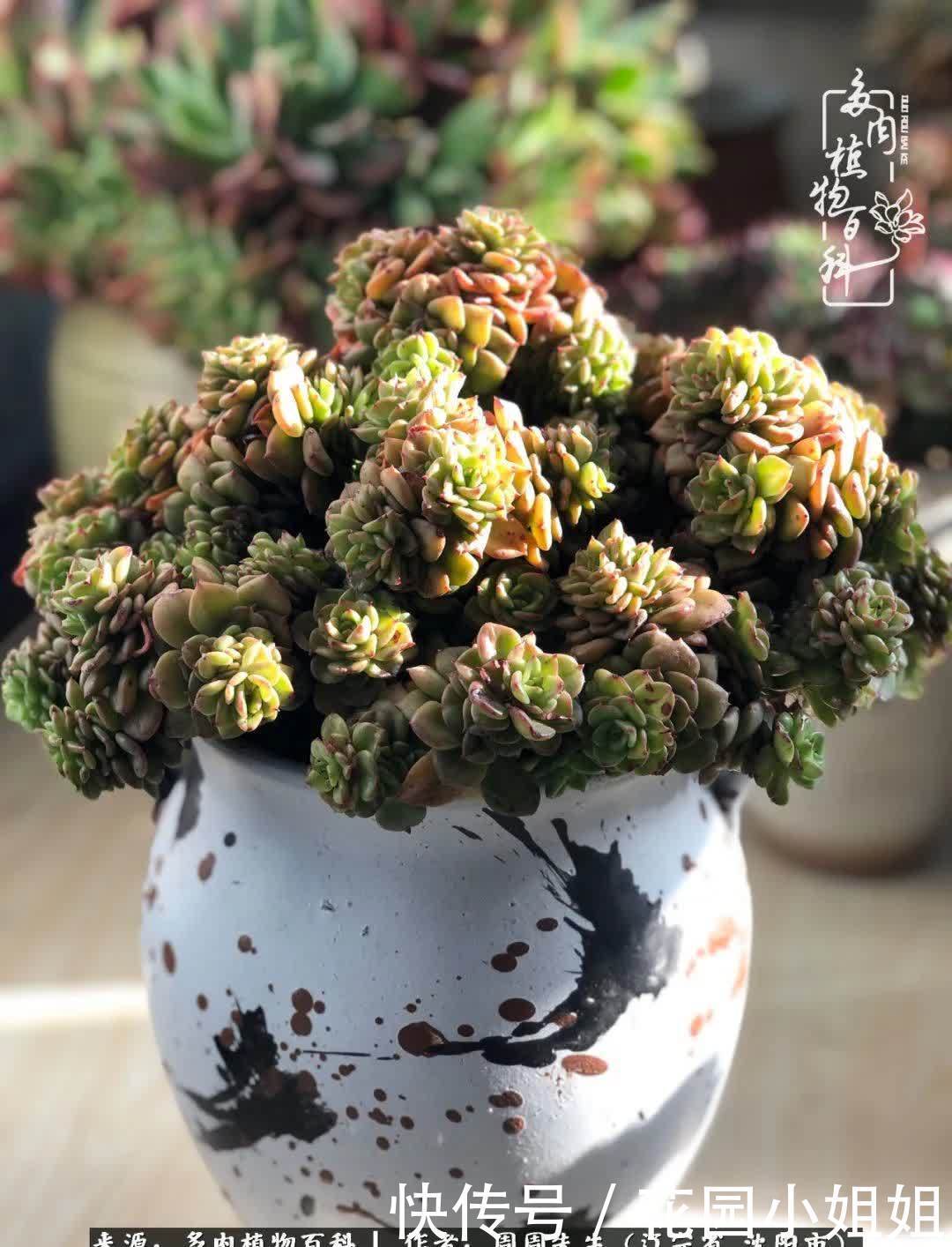 不羡鸳鸯不羡仙,只羡东北来春天!多肉冬去春来!