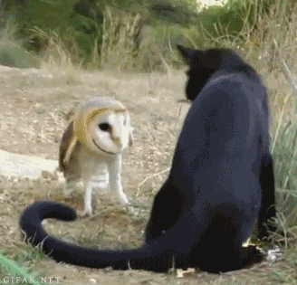 |搞笑GIF:不愧是兄弟两个,连摔跤都是这么同步,好可爱!