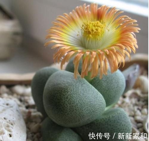 洋桔梗花|4种福运花,好养开花漂亮,一开就是300天,你养了吗
