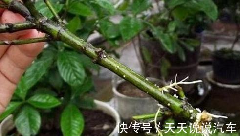 养花牢记4点,尤其是第4点,越冬全靠它,你了解嘛