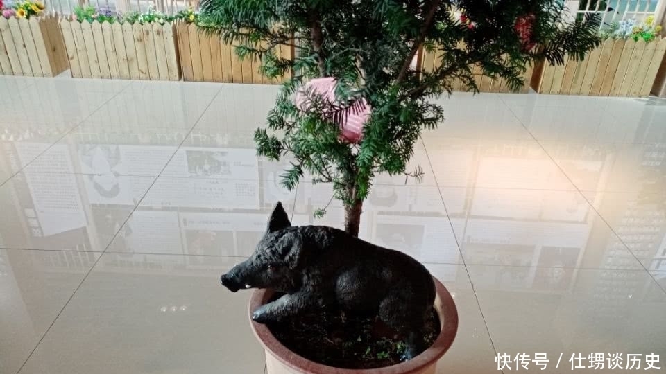 红豆杉是天然健康树,与野狼标本一起摆在展厅,真是赏心悦目