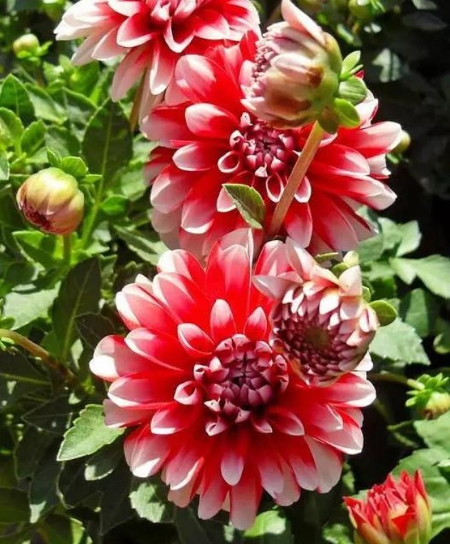 “此花”花朵硕大、花期长,颜色绚丽,比牡丹还美,绿萝还好养!