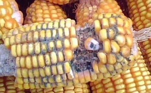 凌晨总是在两个时间醒,或许是肝出了问题,养