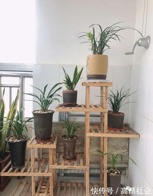 兰花|盆栽养花，花也养人，家里有老人小孩，多养这三种花！