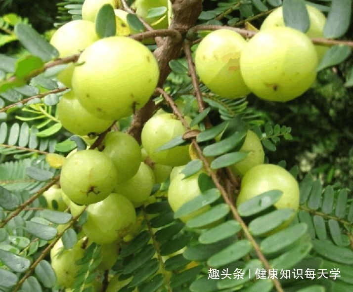 止咳药|天然的“止咳药”终于找到了,能清热润喉,远离咳嗽,还防治感冒