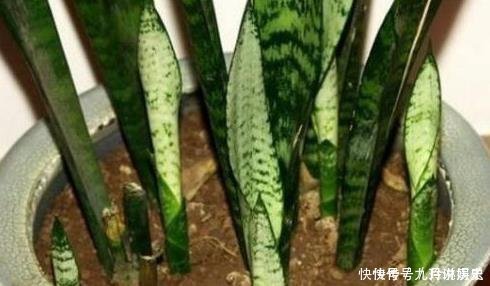 营养物质|厨房这些东西用来养虎皮兰,很快长出侧芽一盆变几盆,省钱又方便