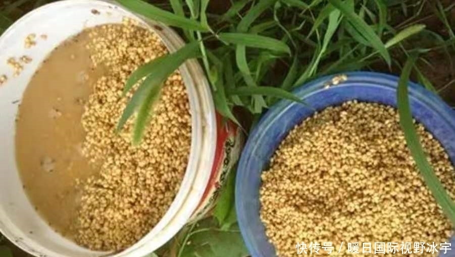 回家|话不多说，现在不试试这鲫鱼钓法就太亏了，每次收竿回家都特满足