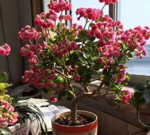 老妈养兰3年的长寿花,长成“巨无霸”老桩,开成大花球!