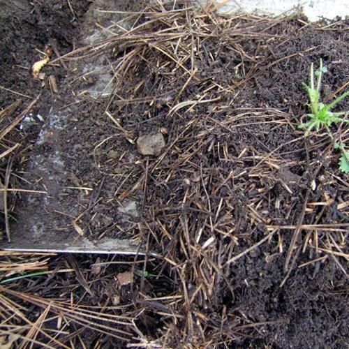 铺设|盆底垫三种东西,不怕招虫不烂根生病,养花更省事了