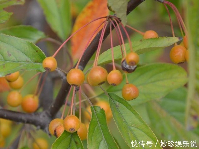 一种长得像樱桃的果实，是农村用来专治拉肚子的土方子，一用就好